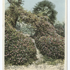 A Few Geraniums, Florida