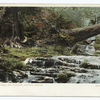 Arbor Vitae Trees and Cascades, Natural Bridge, Va.