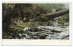 Arbor Vitae Trees and Cascades, Natural Bridge, Va.