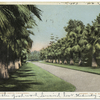 A Palm Bordered Drive, California.