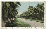 A Palm Bordered Drive, California.