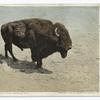Largest Living Buffalo Bull, Yellowstone Ntl. Park, Wyo.