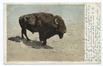 Largest Living Buffalo Bull, Yellowstone Ntl. Park, Wyo.