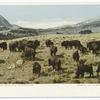 Buffalo Herd near Fort Yellowstone, Yellowstone Ntl. Park, Wyo.