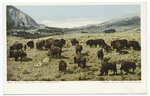Buffalo Herd near Fort Yellowstone, Yellowstone Ntl. Park, Wyo.