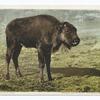A Buffalo Bull Calf, Yellowstone Ntl. Park, Wyo.