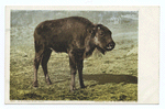 A Buffalo Bull Calf, Yellowstone Ntl. Park, Wyo.
