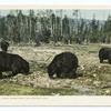 Bears at Upper Geyser Basin, Yellowstone Ntl. Park, Wyo.