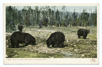 Bears at Upper Geyser Basin, Yellowstone Ntl. Park, Wyo.