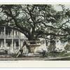 Old Oak at Hotel De Montross, Biloxi, Miss.