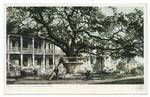 Old Oak at Hotel De Montross, Biloxi, Miss.