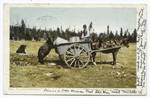A Barefaced Steal (Bears), Yellowstone Ntl., Park, Wyo.