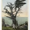 Witch Tree, Monterey, Calif.