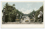 PIcking Oranges, California