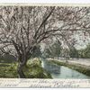 Almond Trees in Bloom, California