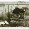 A Happy Family, Cawston Ostrich Farm, So. Pasadena, Calif.