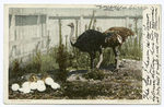 A Happy Family, Cawston Ostrich Farm, So. Pasadena, Calif.