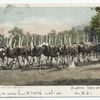 Charge of the Light Bridge, Cawston Ostrich Farm, So. Pasadena, Calif.