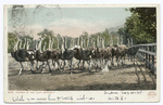 Charge of the Light Bridge, Cawston Ostrich Farm, So. Pasadena, Calif.