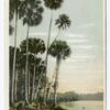 Tall Palms, St. Johns River, Florida