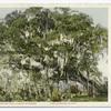 Big Tree near Daytona, largest in Florida, Florida