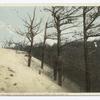 Where Great Sand Dunes Envelop Forest, Cape Henry, Va.