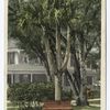 Three Limbed Palm, Daytona, Fla.