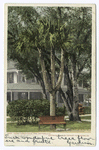 Three Limbed Palm, Daytona, Fla.