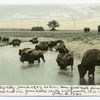 Buffalo at Water
