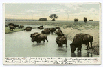 Buffalo at Water