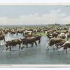Trail Herd Watering
