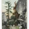 Along a Path, Lake Mohonk, N. Y.