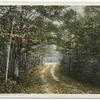 An Autumn Scene, Mackinac Island, Mich.