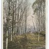 Roadway in Autumn, Berkshire Hills, Mass.