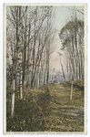 Roadway in Autumn, Berkshire Hills, Mass.