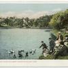 Feeding the Ducks, Fellsmere Reservoir, Malden, Mass.