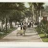 In the Grounds, Royal Poinciana, Palm Beach, Fla.