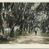 Audubon Park, Avenue of Live Oaks, New Orleans, La.