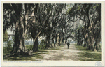 Audubon Park, Avenue of Live Oaks, New Orleans, La.