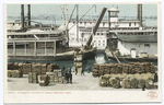Unloading Cotton at Levee, Memphis, Tenn.