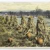 When the Frost is on the Pumpkin, Berkshires, Mass.