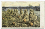 When the Frost is on the Pumpkin, Berkshires, Mass.