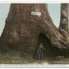 Gen. Fremont, Big Tree Grove, Santa Cruz, Calif.