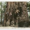 The Giant, Big Tree Grove, Santa Cruz, Calif.