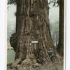 Jumbo, Big Tree Grove, Santa Cruz, Calif.