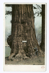 Jumbo, Big Tree Grove, Santa Cruz, Calif.