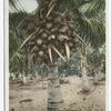 A Coconut Tree, Florida