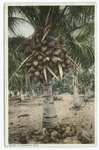 A Coconut Tree, Florida