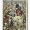 Discovered, In the Land of King Cotton (Cotton Field)