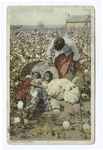 Discovered, In the Land of King Cotton (Cotton Field)